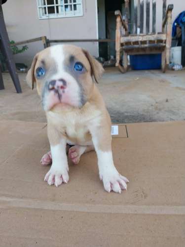 Hermosos cachorros Pitbull de un mes y medio listos para entregar .  - Imagen 4