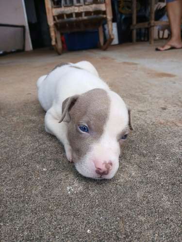 Hermosos cachorros Pitbull de un mes y medio listos para entregar .  - Imagen 5