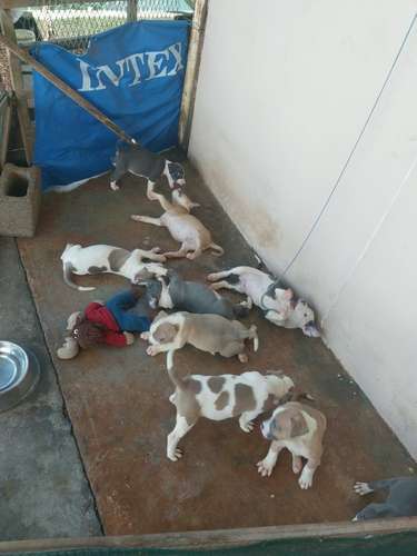 Hermosos cachorros Pitbull de un mes y medio listos para entregar .  - Imagen 3