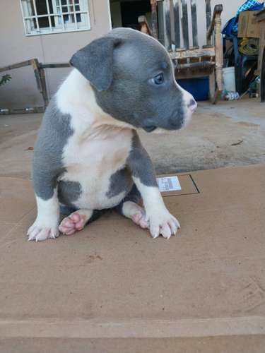 Hermosos cachorros Pitbull de un mes y medio listos para entregar .  - Imagen 2