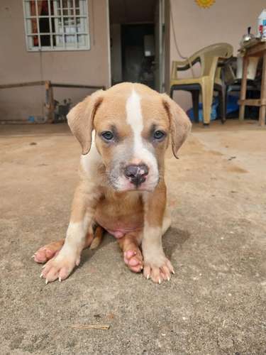 Hermosos cachorros Pitbull de un mes y medio listos para entregar . 