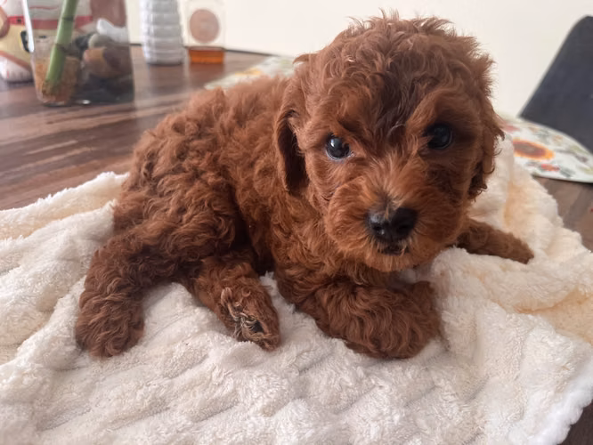 French poodle rojos red  - Imagen 3