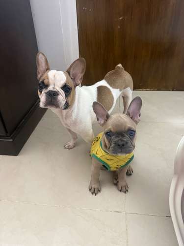 Cachorros buldog frances