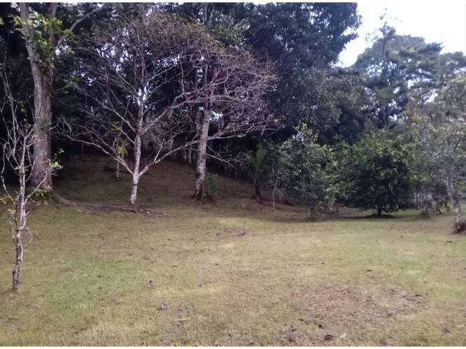 SE VENDE TERRENO 1.7 HECTAREAS EN CAPIRA EL CACAO VIA ASFALTADA