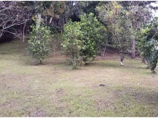 CAPIRA / EL CACAO / 1.7 HECTAREAS / VIA ASFALTADA / ZONAS VERDES