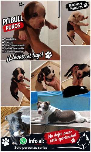 Pitbull 100% PUROS