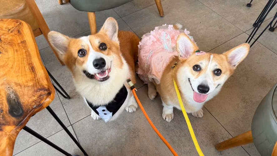 CORGI BB A BORDO