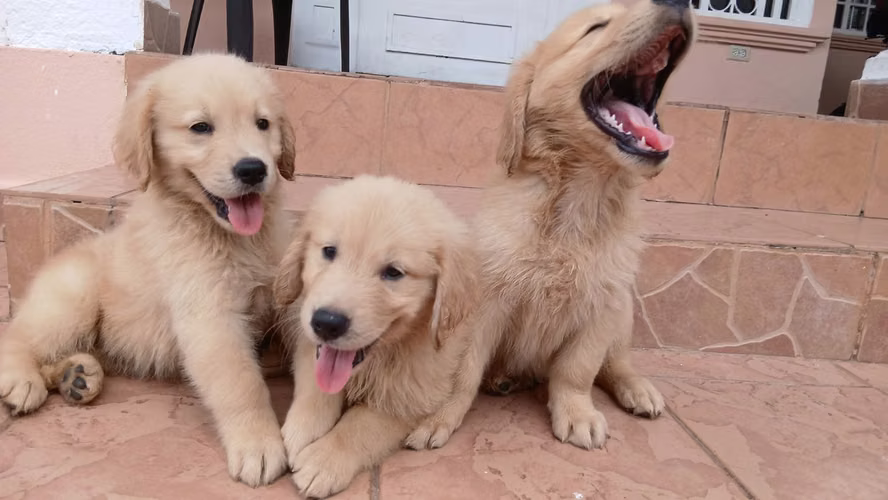 Golden retriever  - Imagen 2