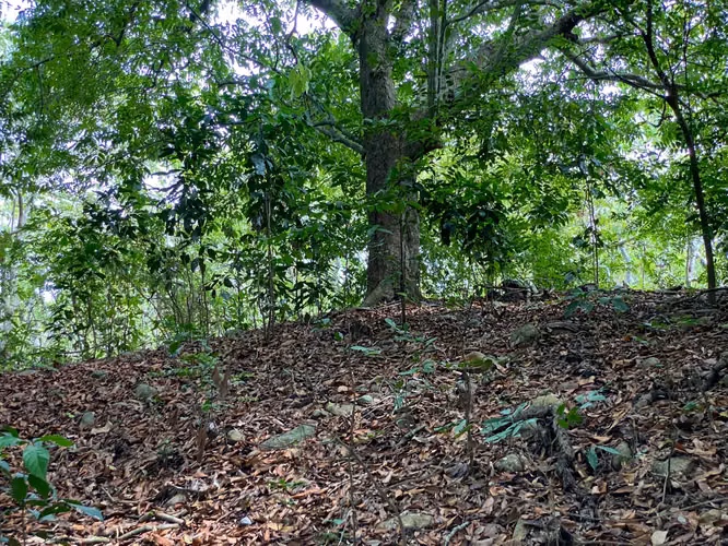 TERRENO EN VENTA EN NATÁ.  - Imagen 4