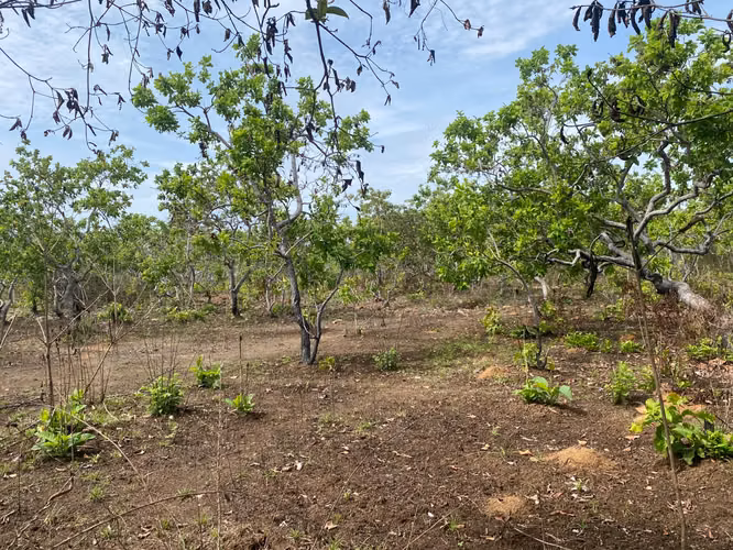 TERRENO EN VENTA EN NATÁ. 