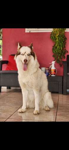 Alaska Malamute - Imagen 5