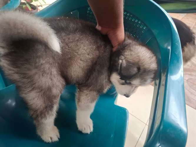 Se vende husky macho mes y medio 150