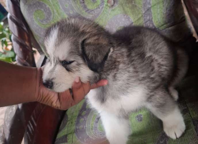 Se vende husky macho mes y medio 150