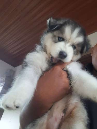 Se vende husky macho mes y medio 150