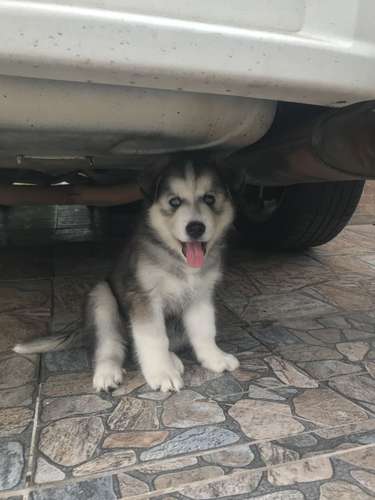Se vende husky macho mes y medio 150