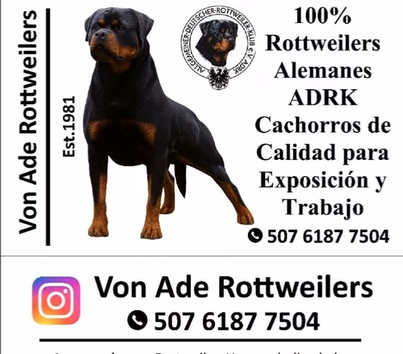100% German Rottweilers puppies for sale.
