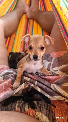 Perrita  pincher hembra   - Imagen 1