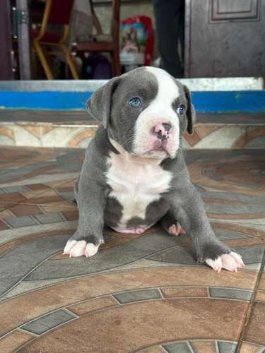 Cachorro american bully  - Imagen 2