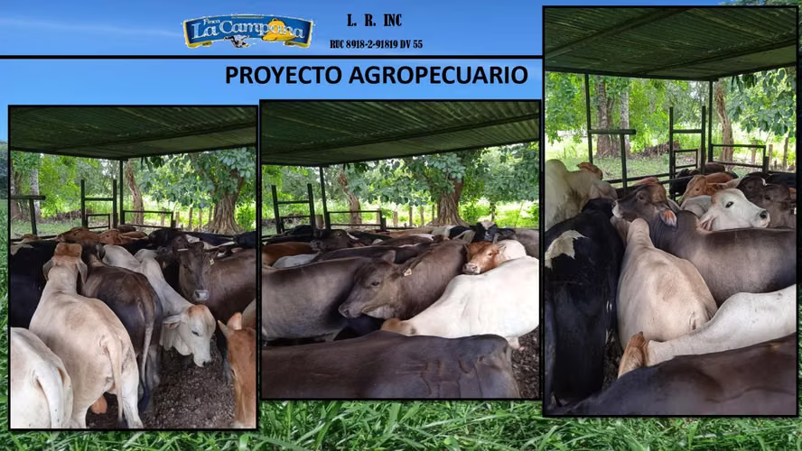 Se vende Finca Agropecuaria en Colón, metraje de 35,247 m² - Imagen 6