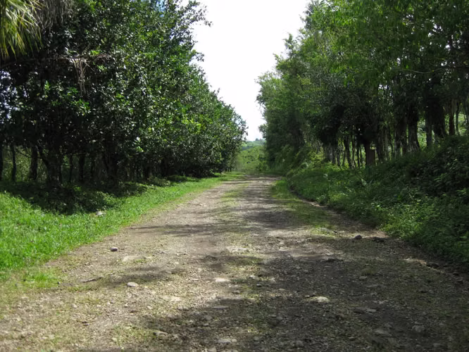 Titled lot 4.1 Ha with rolling hills - Lote titulado de 4,1 hectáreas con colinas onduladas. - Imagen 6
