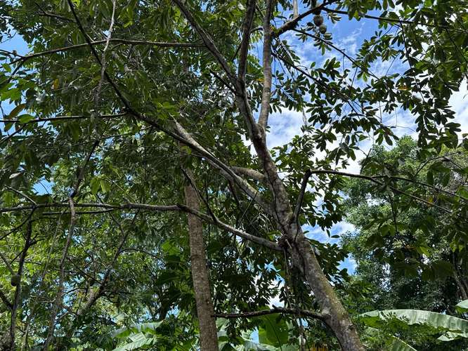 Desde $30,000: 2 lotes titulados con luz y agua en Aserrío de Gariché, Bugaba – cerca de Paso Canoas