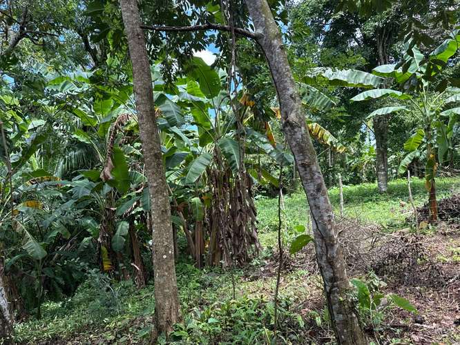Desde $30,000: 2 lotes titulados con luz y agua en Aserrío de Gariché, Bugaba – cerca de Paso Canoas