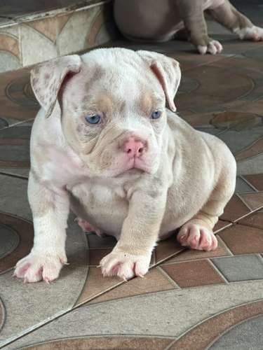 Cachorra merle