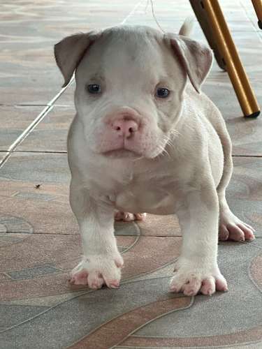 Cachorra merle
