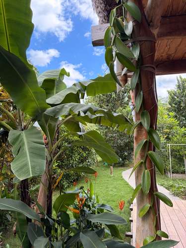 Finca en Venta – $530,000 | Alto Potencial  - Imagen 17