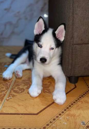 Siberian Husky