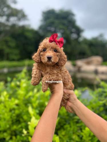 Doodle Mini 