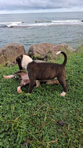Pitubull american bully con pitbull  - Imagen 4
