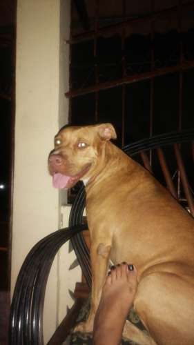 Pitubull american bully con pitbull  - Imagen 2