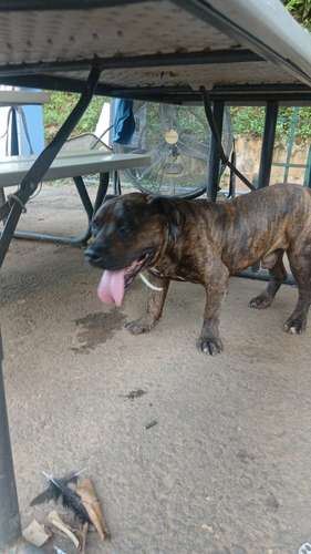 Pitubull american bully con pitbull  - Imagen 3