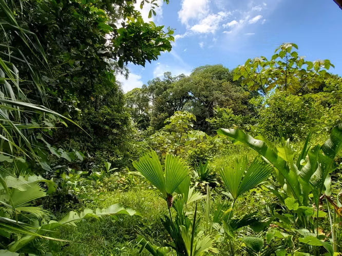 VENTA TERRENO EN BOCAS DEL TORO - Imagen 4