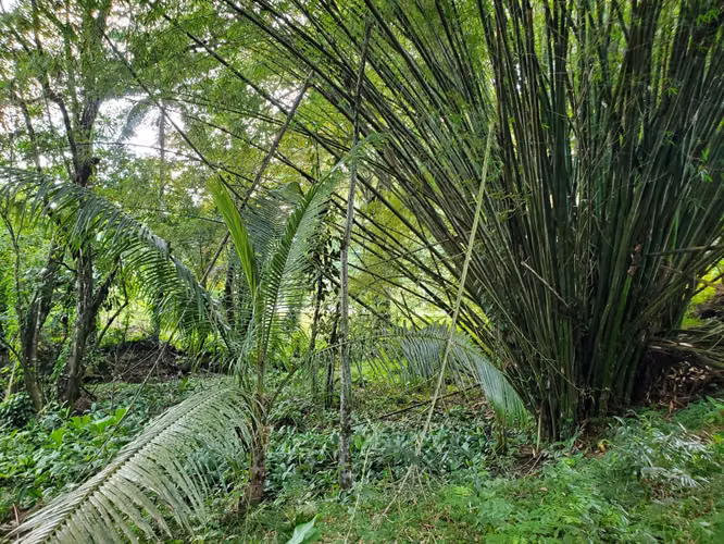 VENTA TERRENO EN BOCAS DEL TORO - Imagen 8