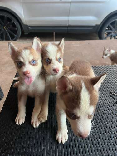 Cachorros Husky Siberiano – Machos y  Hembras, 1 mes y 2 semanas