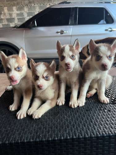 Cachorros Husky Siberiano – Machos y  Hembras, 1 mes y 2 semanas