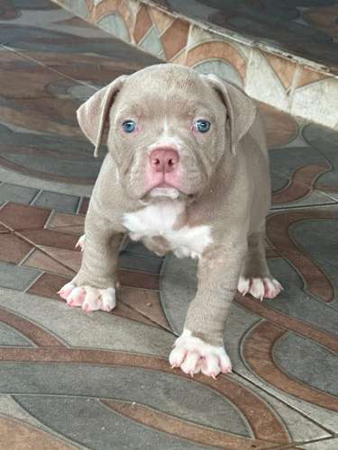 Cachorra american bully - Imagen 3
