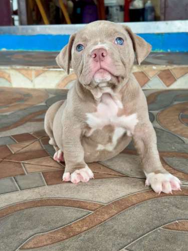 Cachorra american bully