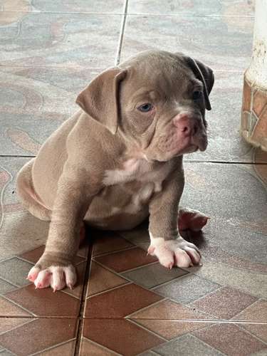 Cachorra american bully - Imagen 2