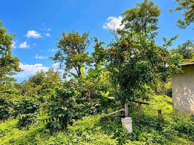 OPORTUNIDAD! Finca cafetalera de 5 Hectáreas en Boquete.  - Imagen 3