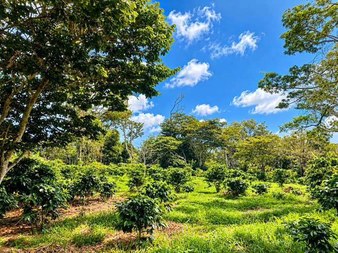 OPPORTUNITY! Coffee farm of 5 Hectareas in Boquete.