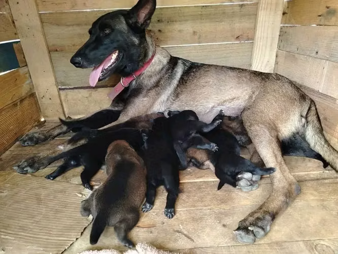 cachorros pastor belga malinois 