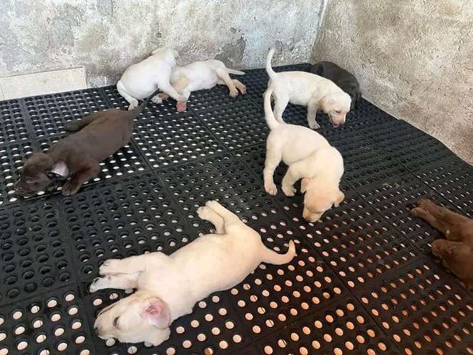 cachorros labradores retriver  - Imagen 2