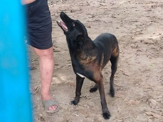 cachorros pastor belga malinois  - Imagen 3