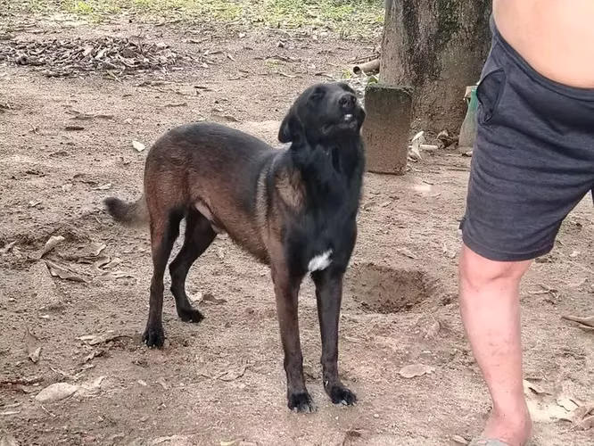 cachorros pastor belga malinois  - Imagen 4