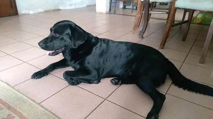 cachorros labradores retriver  - Imagen 3