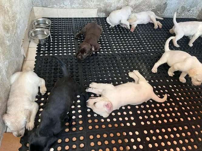 cachorros labradores retriver 