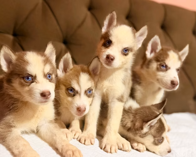 Hermosos husky siberianos de manto rojo hembras y machos con su tarjeta - Imagen 2
